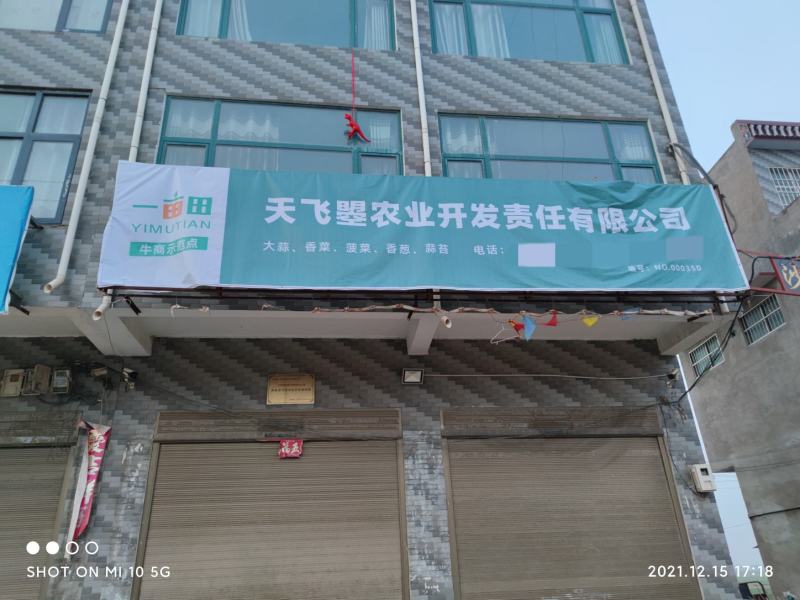 【云南红根香葱苗基地种植发展基地】