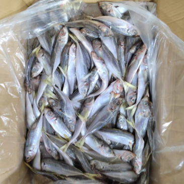 陆冻拖网巴浪鱼饲料12-14条一斤纸箱包装