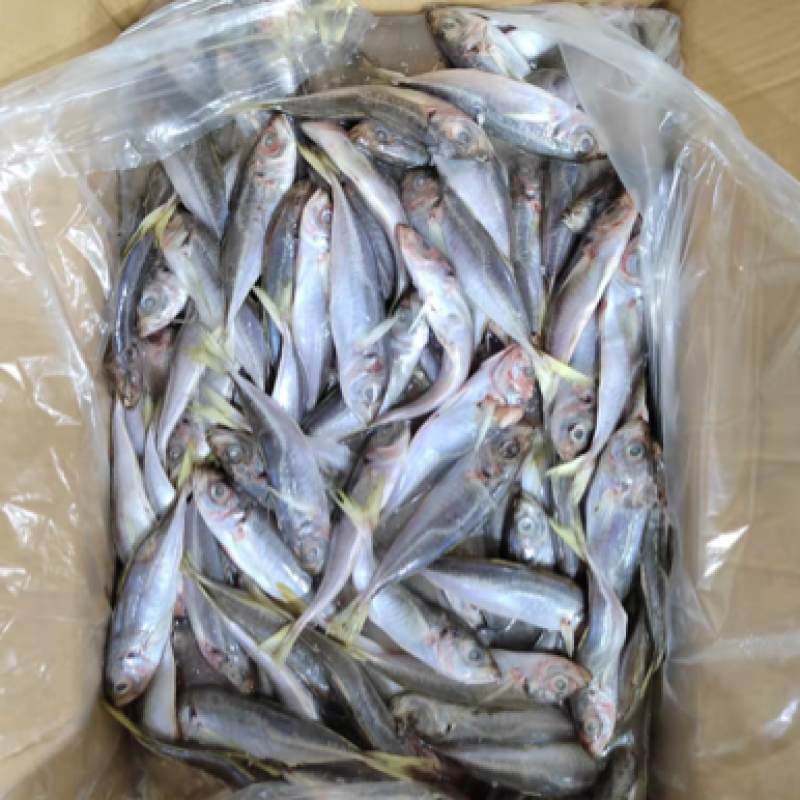 陆冻拖网巴浪鱼饲料12-14条一斤纸箱包装