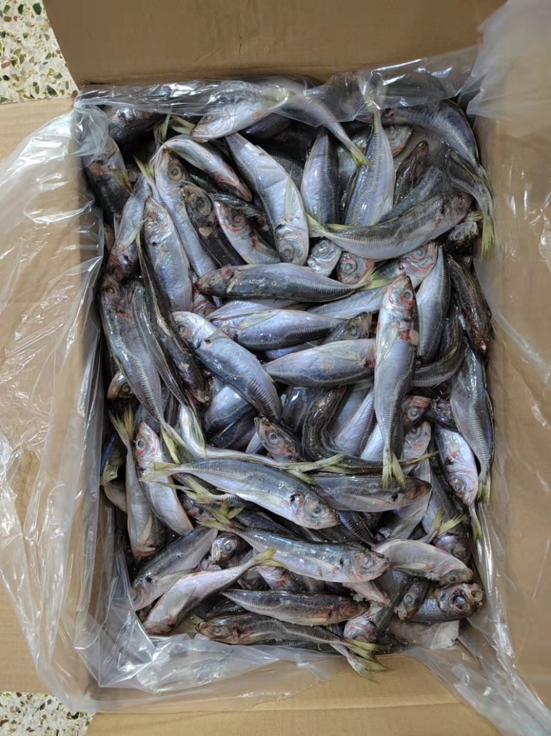 陆冻拖网巴浪鱼饲料12-14条一斤纸箱包装