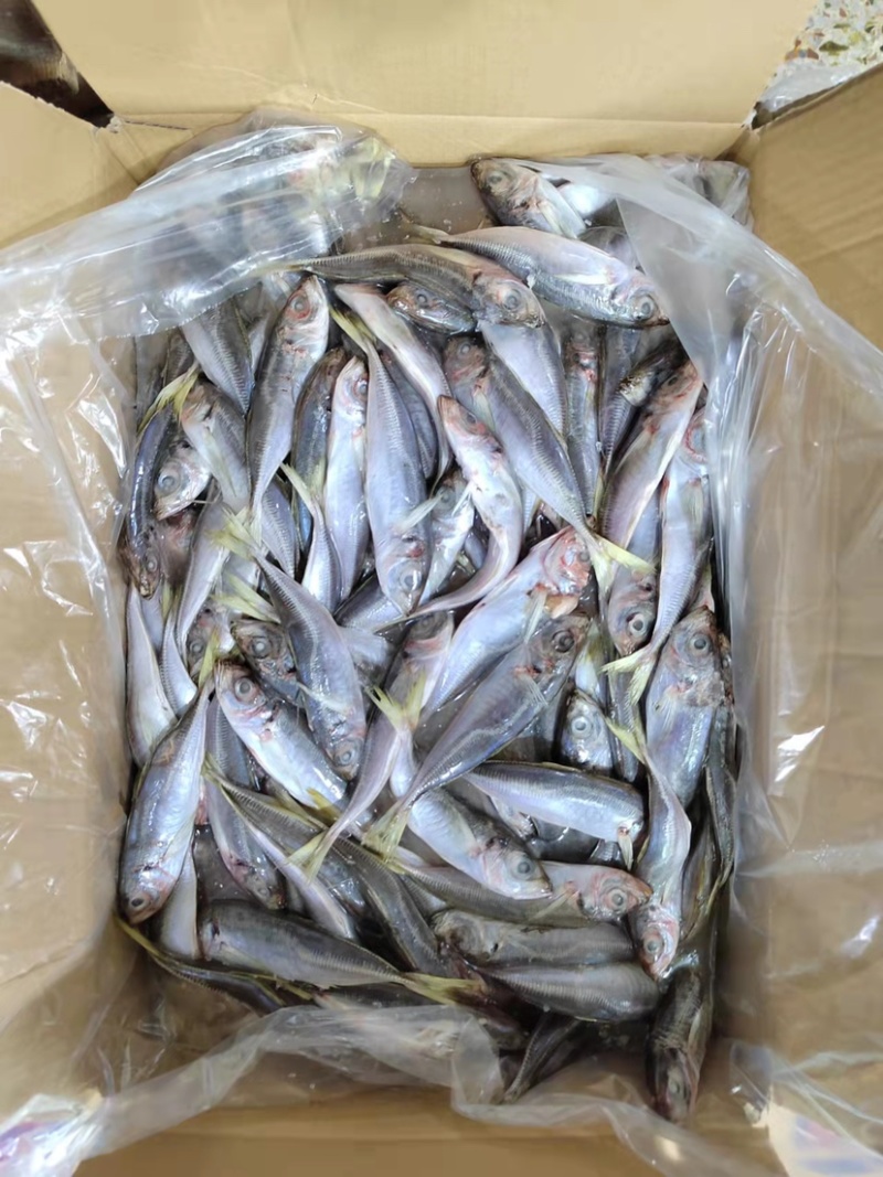 陆冻拖网巴浪鱼饲料12-14条一斤纸箱包装