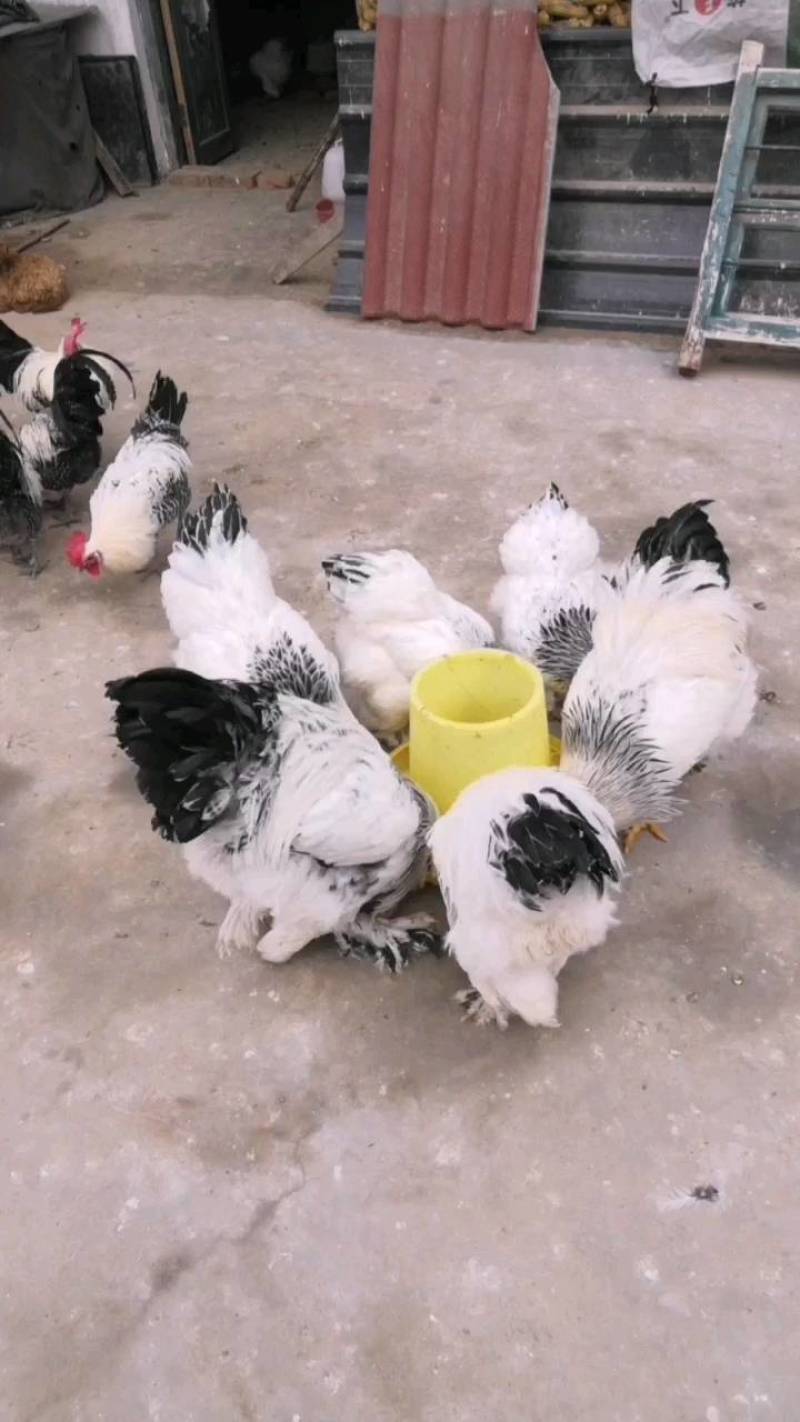 观赏鸡养殖帽子鸡白头翁帽子鸡
