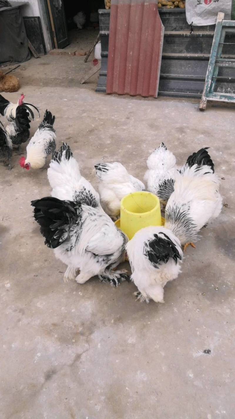 观赏鸡养殖帽子鸡白头翁帽子鸡