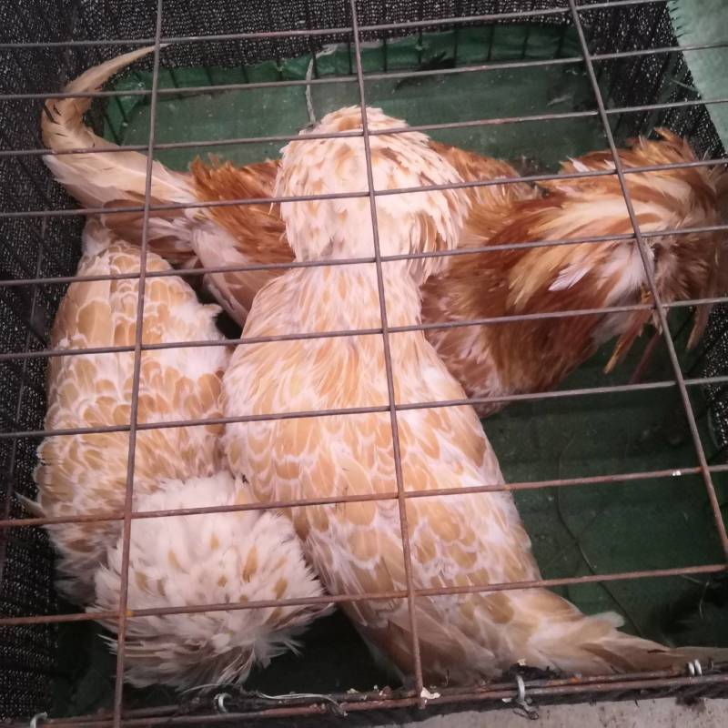 观赏鸡养殖帽子鸡白头翁帽子鸡