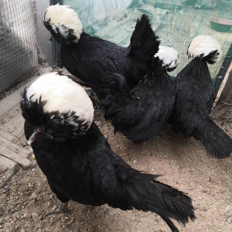 观赏鸡养殖帽子鸡白头翁帽子鸡
