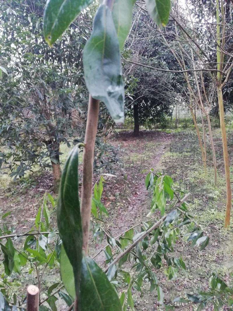 金弹子嫁接接穗，嫁接枝条，血红果，花生果，葫芦果等等品种