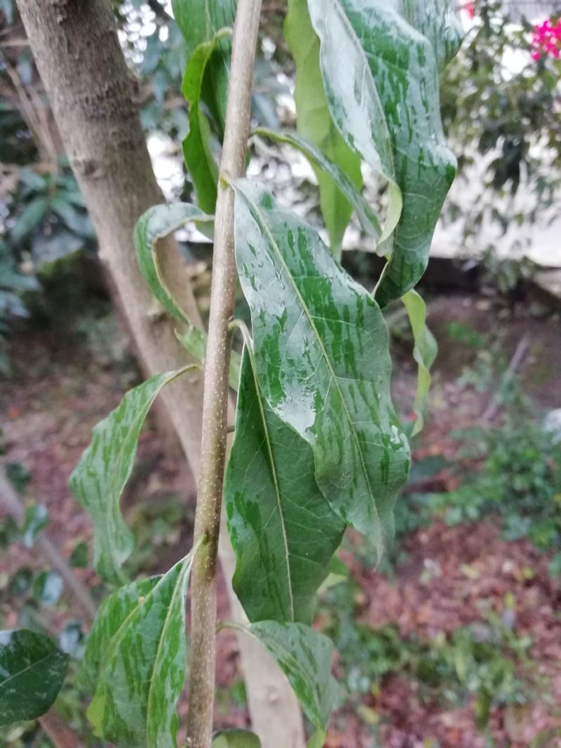 金弹子嫁接接穗，嫁接枝条，血红果，花生果，葫芦果等等品种