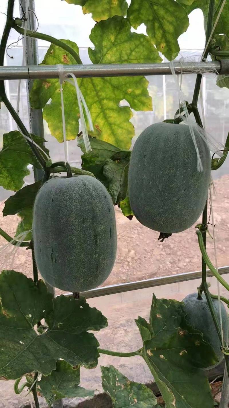 2～3公斤的小型粉皮冬瓜粉小宝冬瓜种子肉质脆甜耐贮运