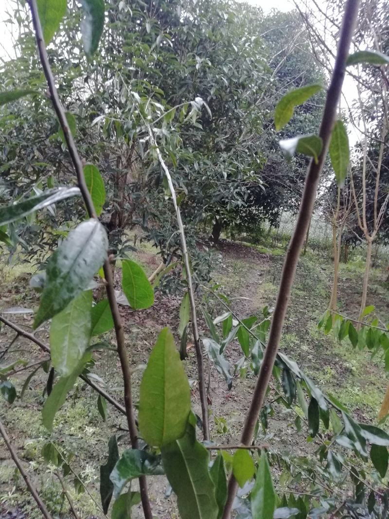 金弹子嫁接接穗，嫁接枝条，血红果，花生果，葫芦果等等品种