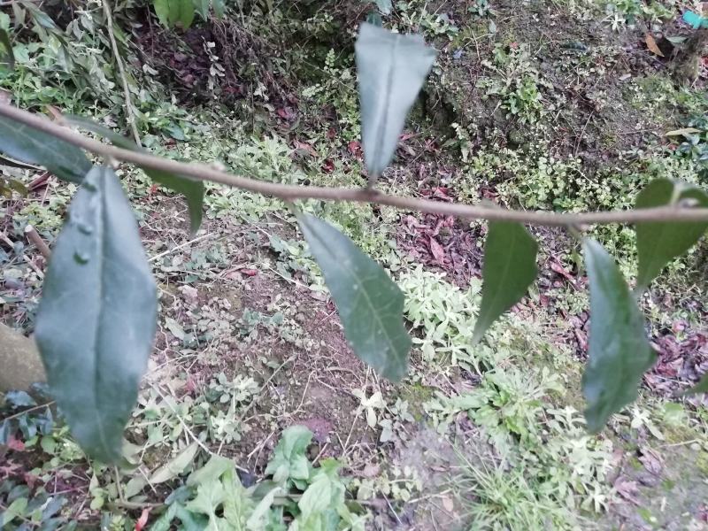 金弹子嫁接接穗，嫁接枝条，血红果，花生果，葫芦果等等品种