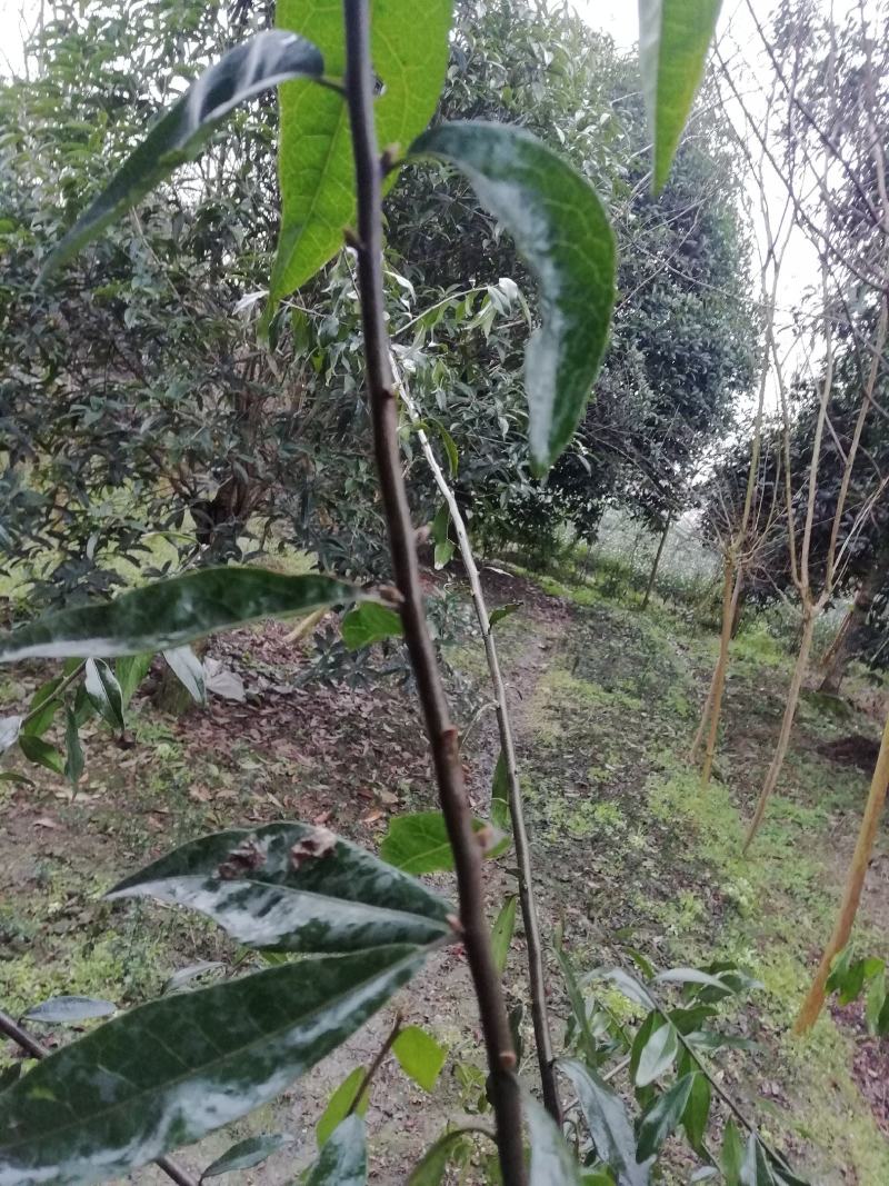 金弹子嫁接接穗，嫁接枝条，血红果，花生果，葫芦果等等品种