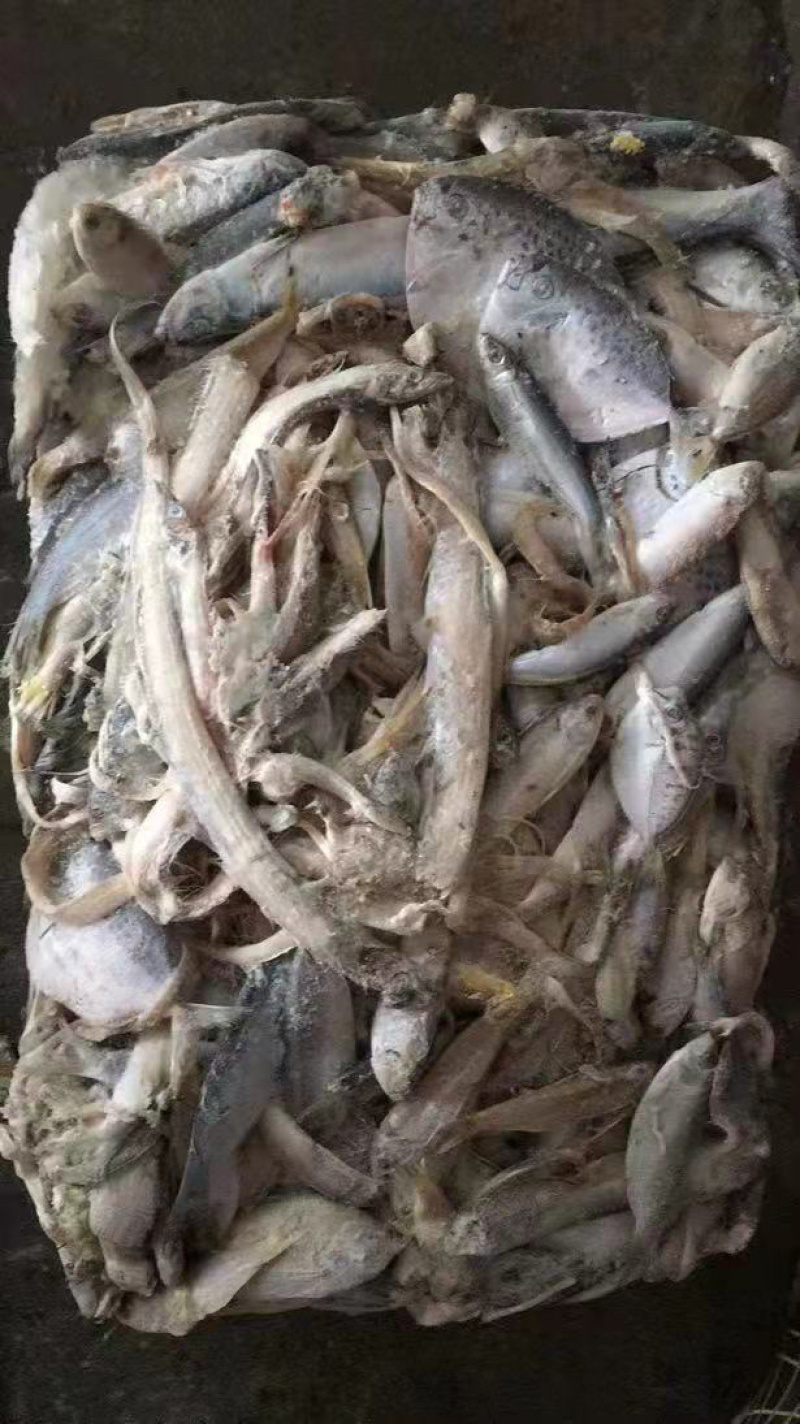 船冻粗海杂鱼饲料