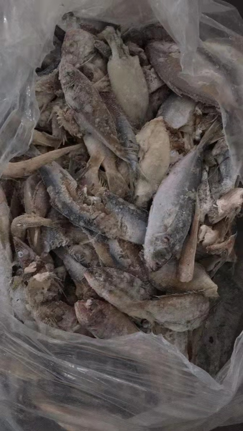 船冻粗海杂鱼饲料