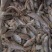 船冻粗海杂鱼饲料