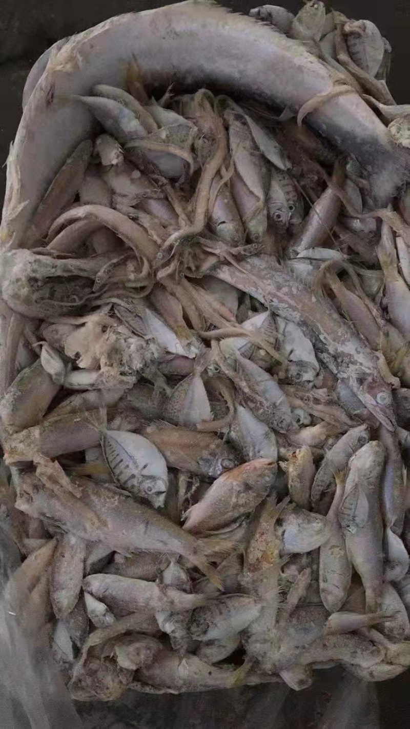 船冻粗海杂鱼饲料