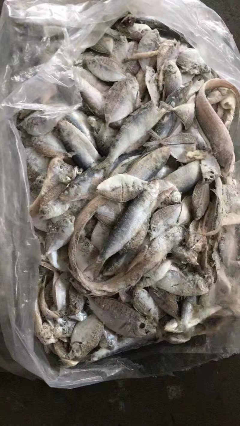 船冻粗海杂鱼饲料