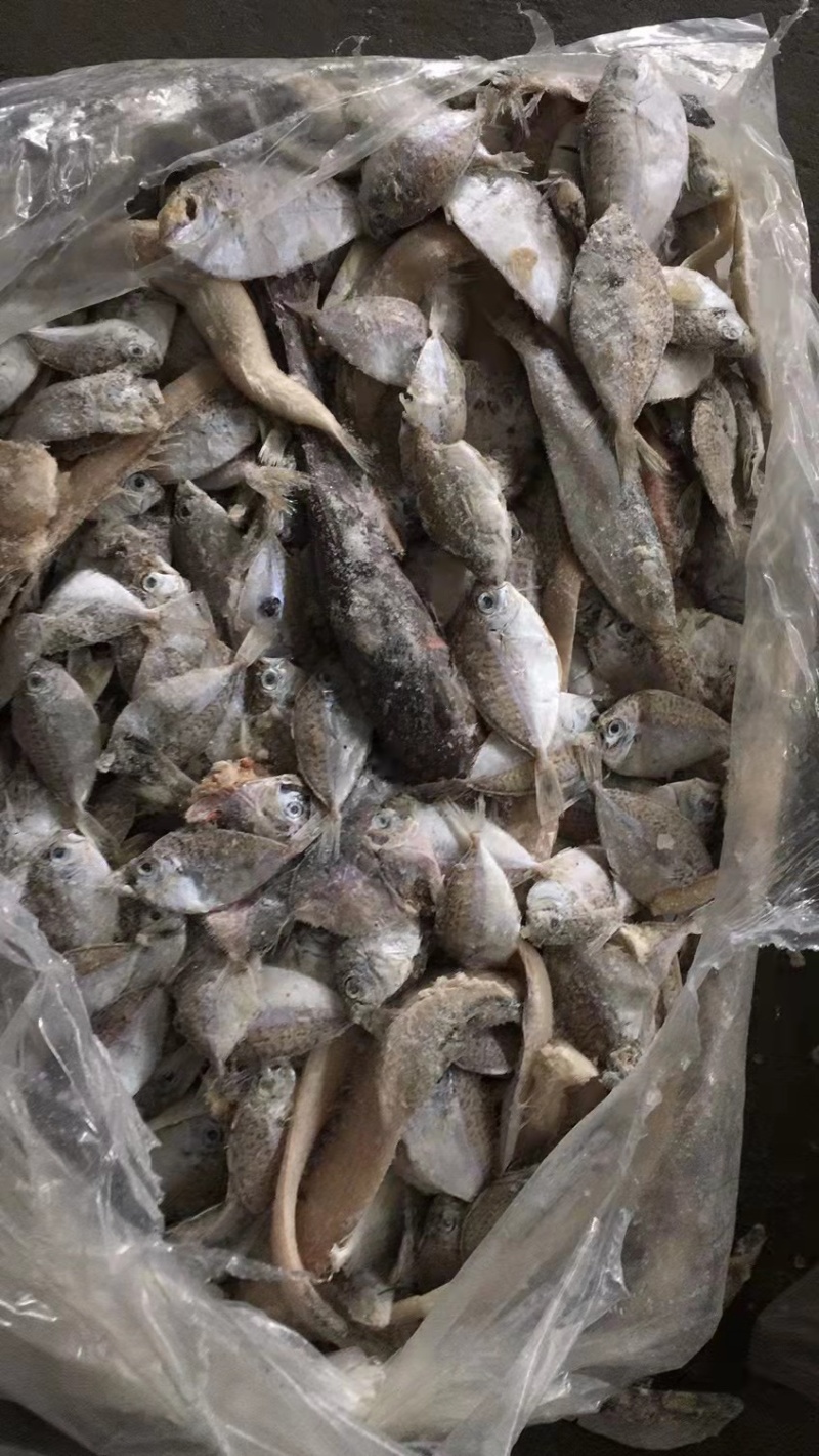 船冻粗海杂鱼饲料