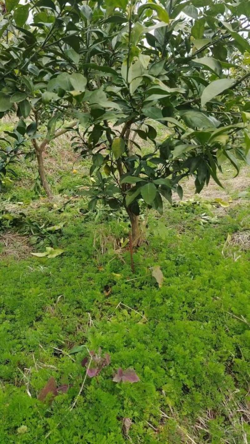 精品爱媛红美人果冻，两年假植苗，丫盘好，地径两公分左右。