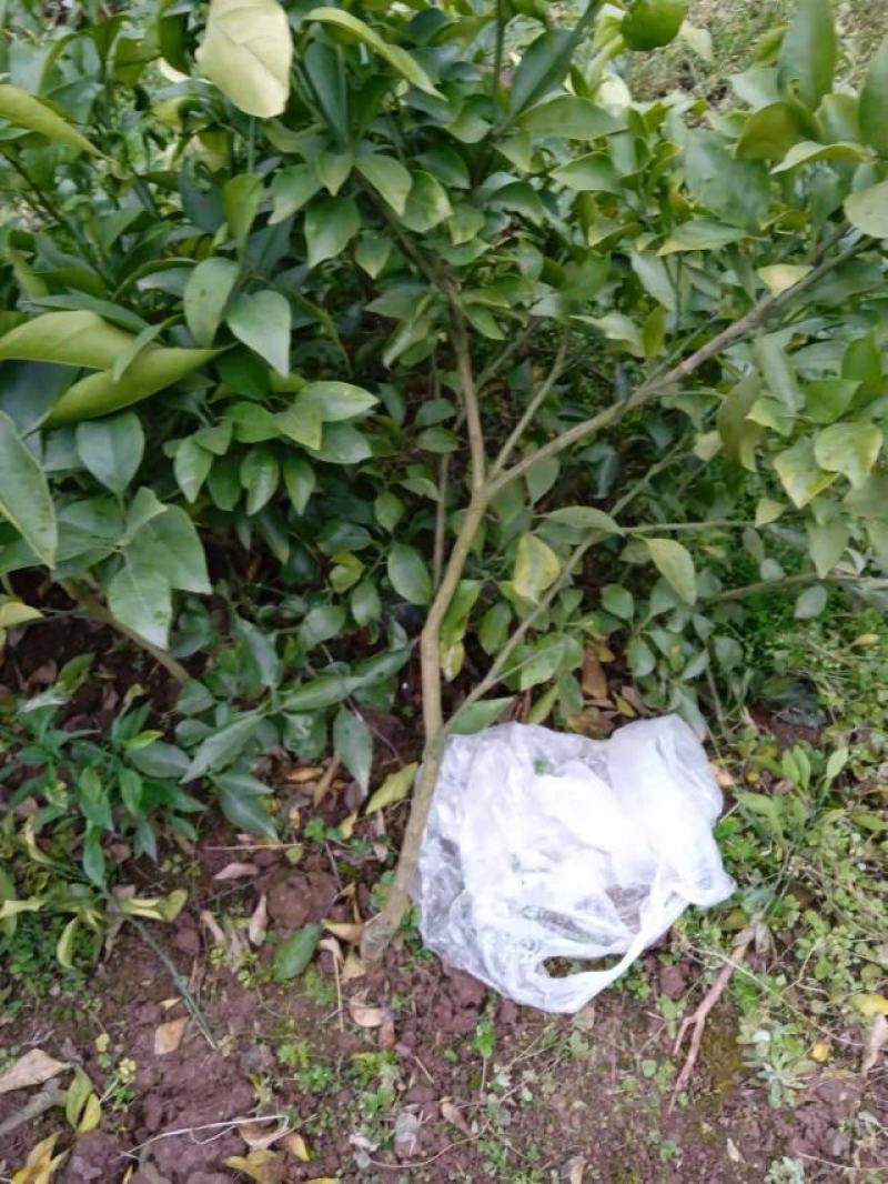 精品爱媛红美人果冻，两年假植苗，丫盘好，地径两公分左右。