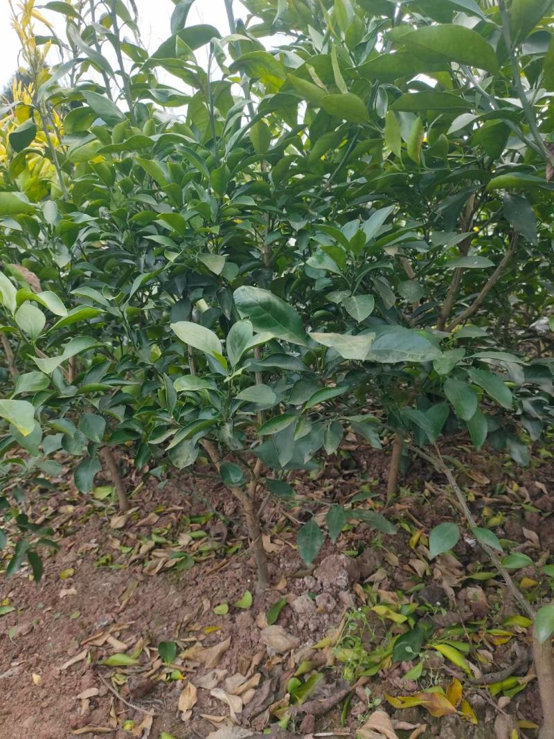 精品爱媛红美人果冻，两年假植苗，丫盘好，地径两公分左右。