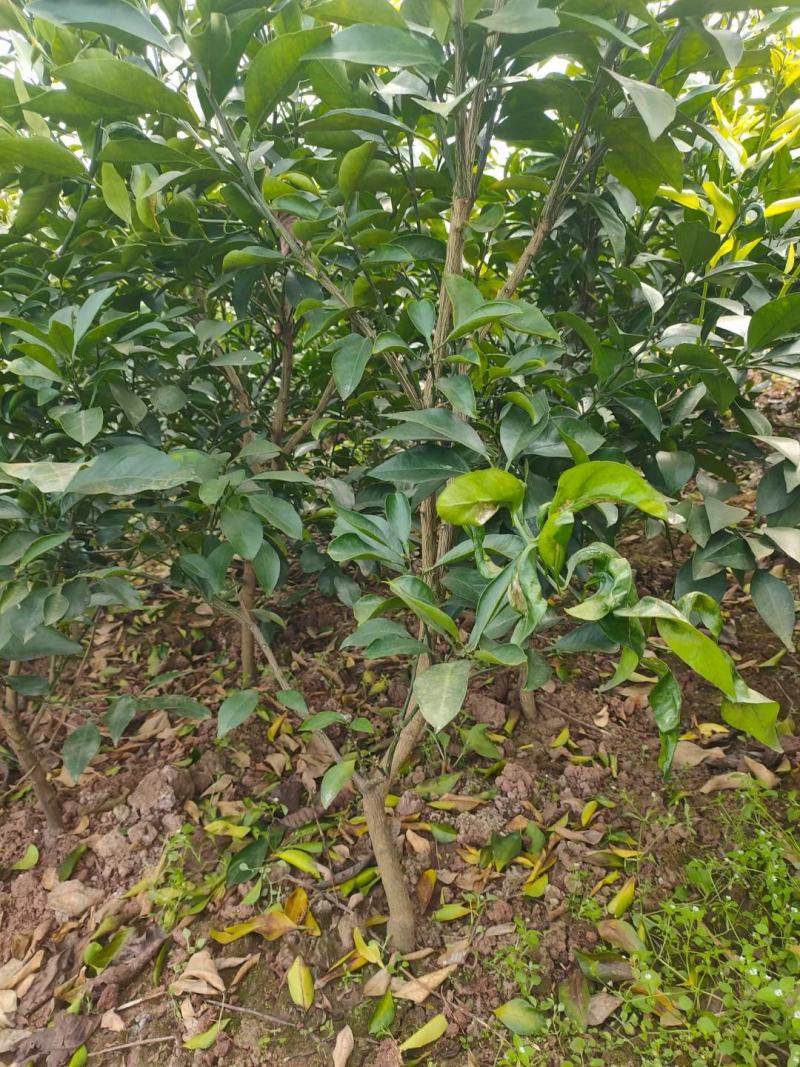 精品爱媛红美人果冻，两年假植苗，丫盘好，地径两公分左右。