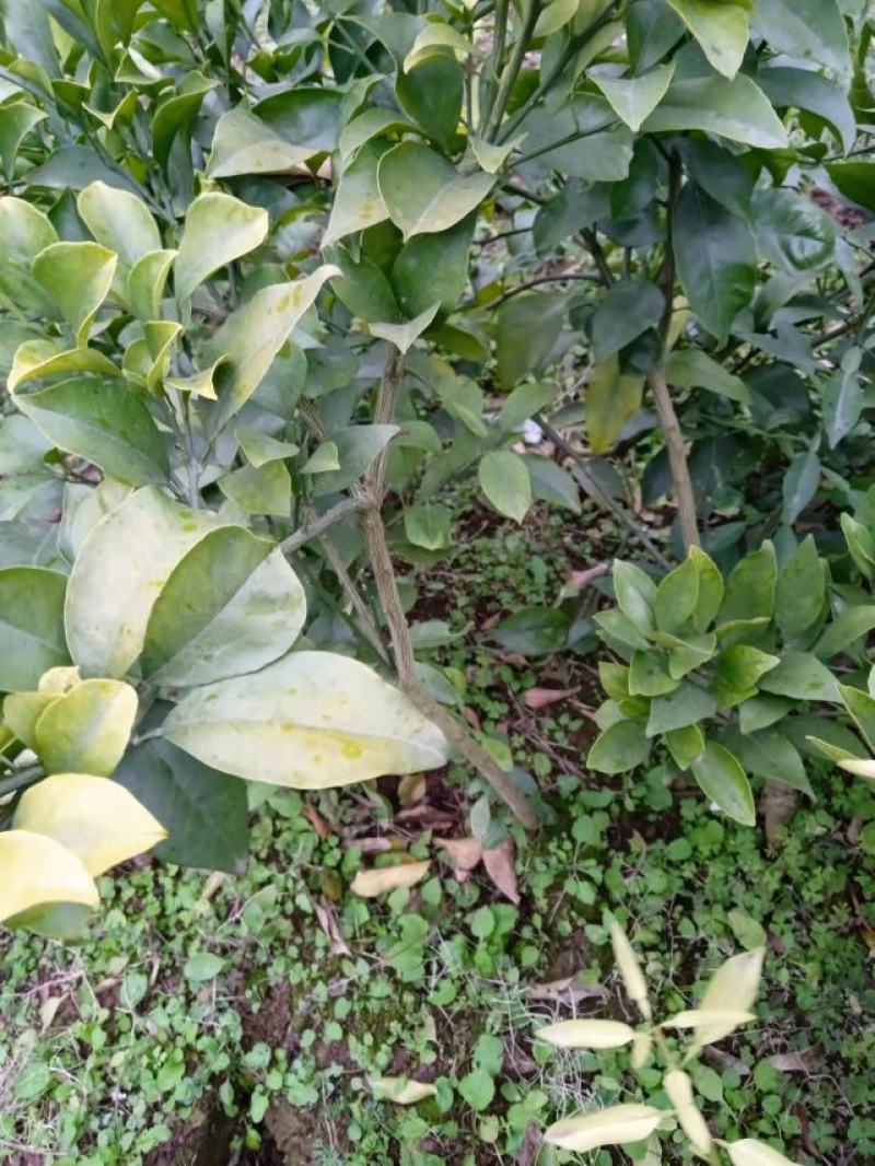 精品爱媛红美人果冻，两年假植苗，丫盘好，地径两公分左右。