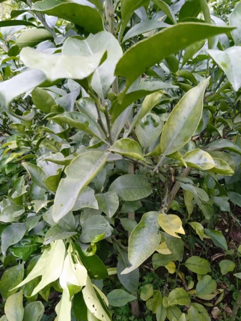 精品爱媛红美人果冻，两年假植苗，丫盘好，地径两公分左右。