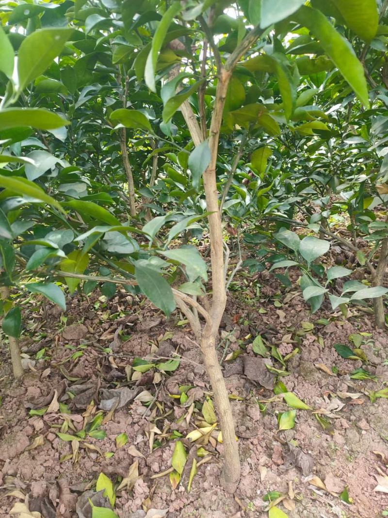 精品爱媛红美人果冻，两年假植苗，丫盘好，地径两公分左右。