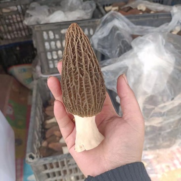 新鲜精品羊肚菌
