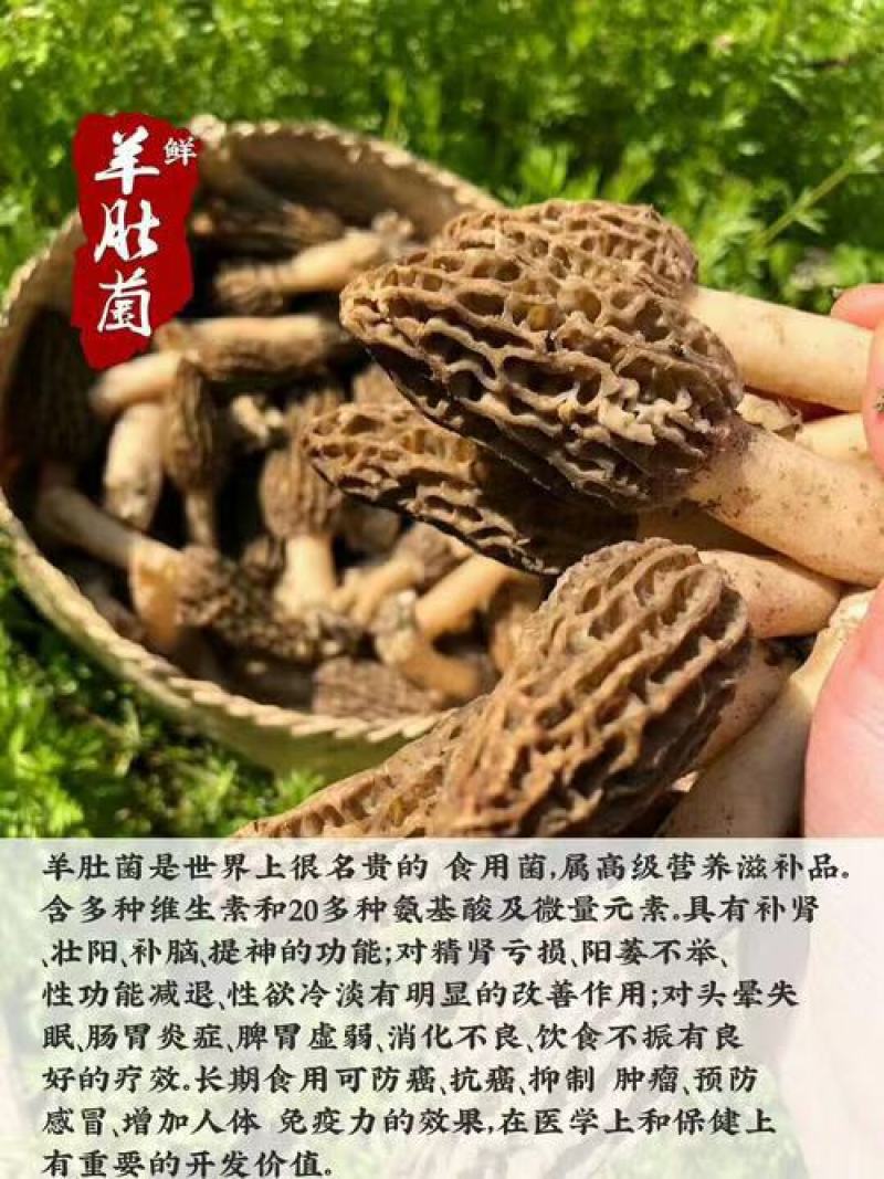 新鲜精品羊肚菌