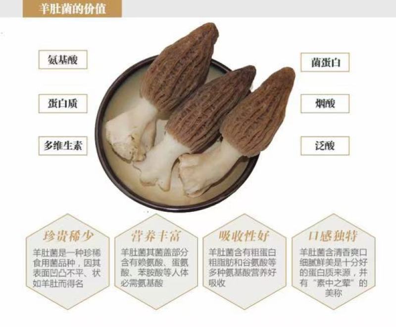 新鲜精品羊肚菌