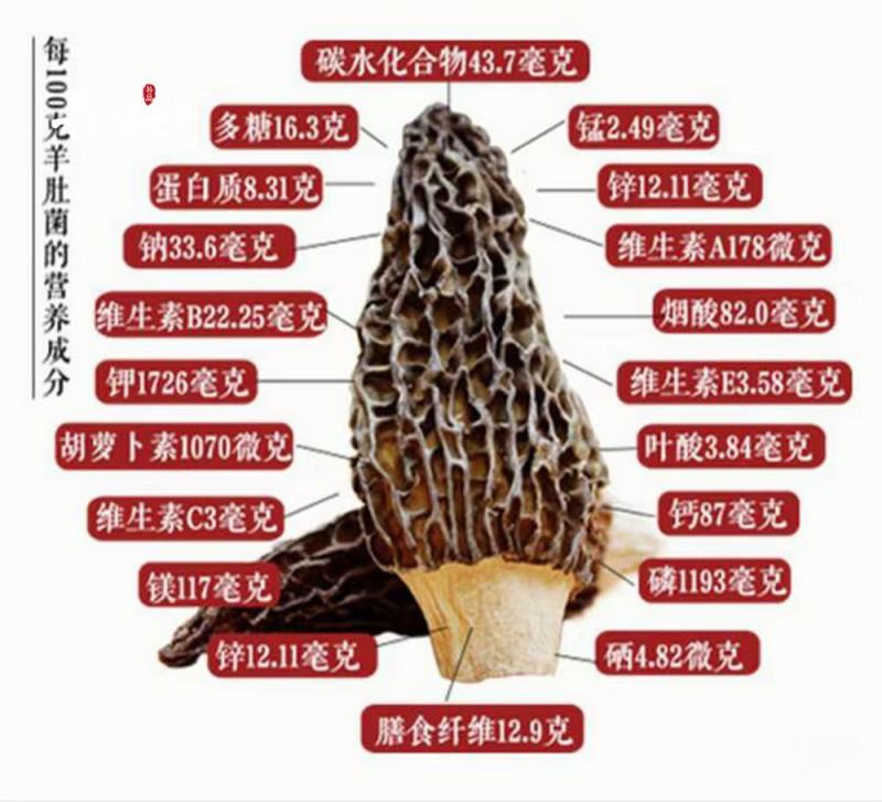 新鲜精品羊肚菌