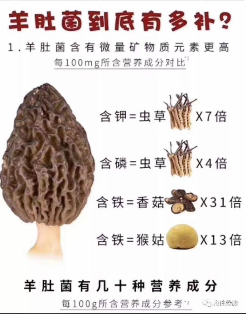 新鲜精品羊肚菌