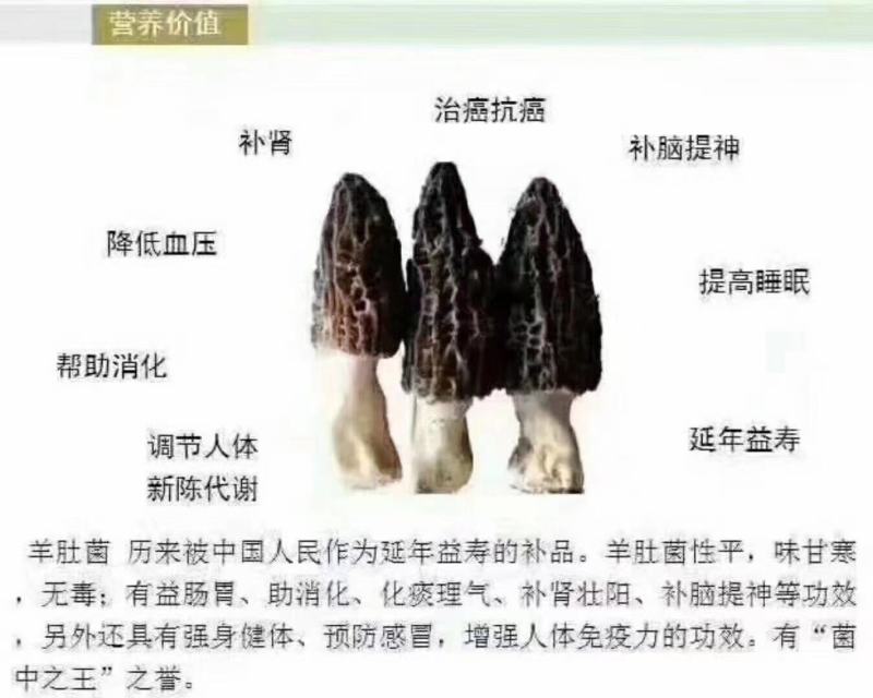 新鲜精品羊肚菌