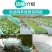 渔网网布围网养殖网青蛙牛蛙泥鳅黄鳝养殖围网网布
