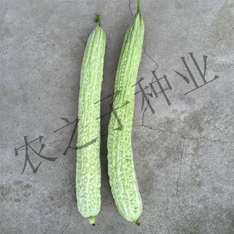 春翠苦瓜种子，10克