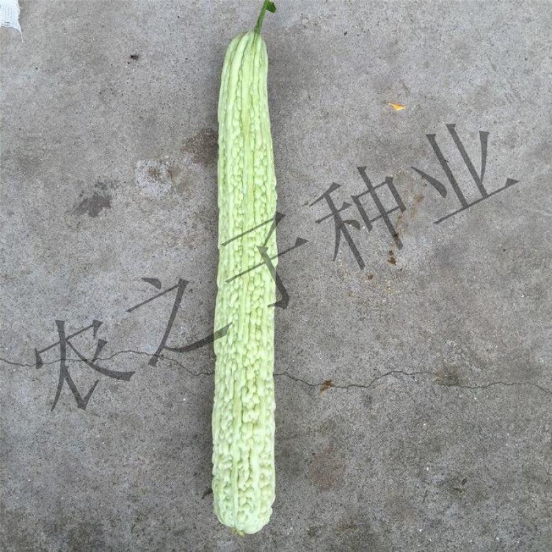 春翠苦瓜种子，10克