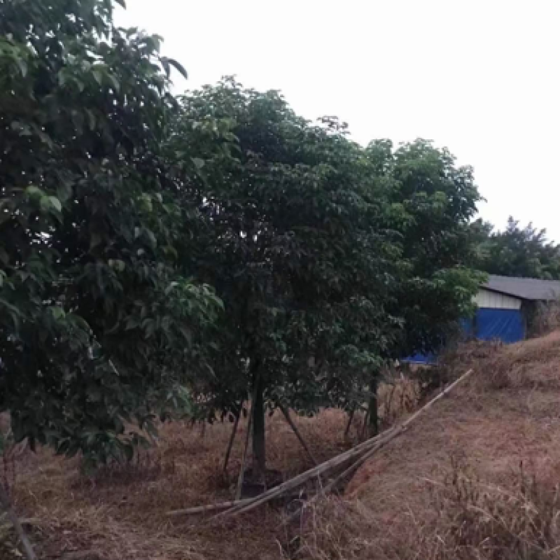 12-15公分秋枫秋枫种植基地直销低价批发