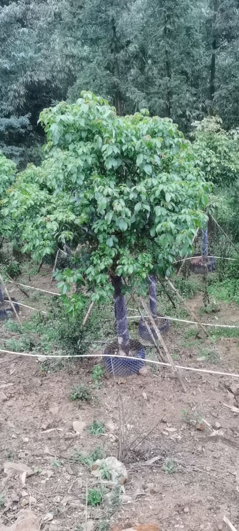 12-15公分秋枫秋枫种植基地直销低价批发