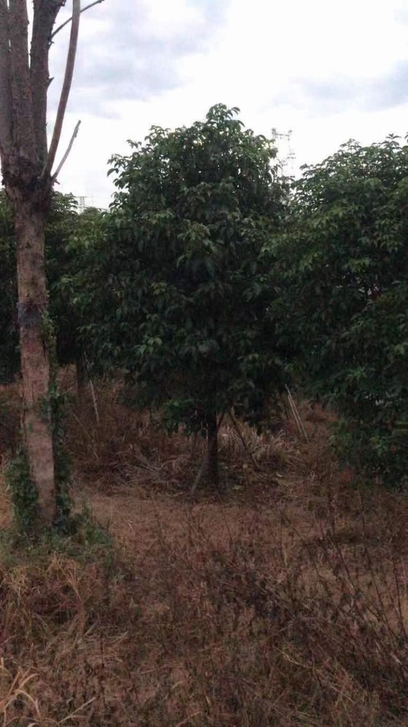 12-15公分秋枫秋枫种植基地直销低价批发