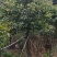12-15公分秋枫秋枫种植基地直销低价批发