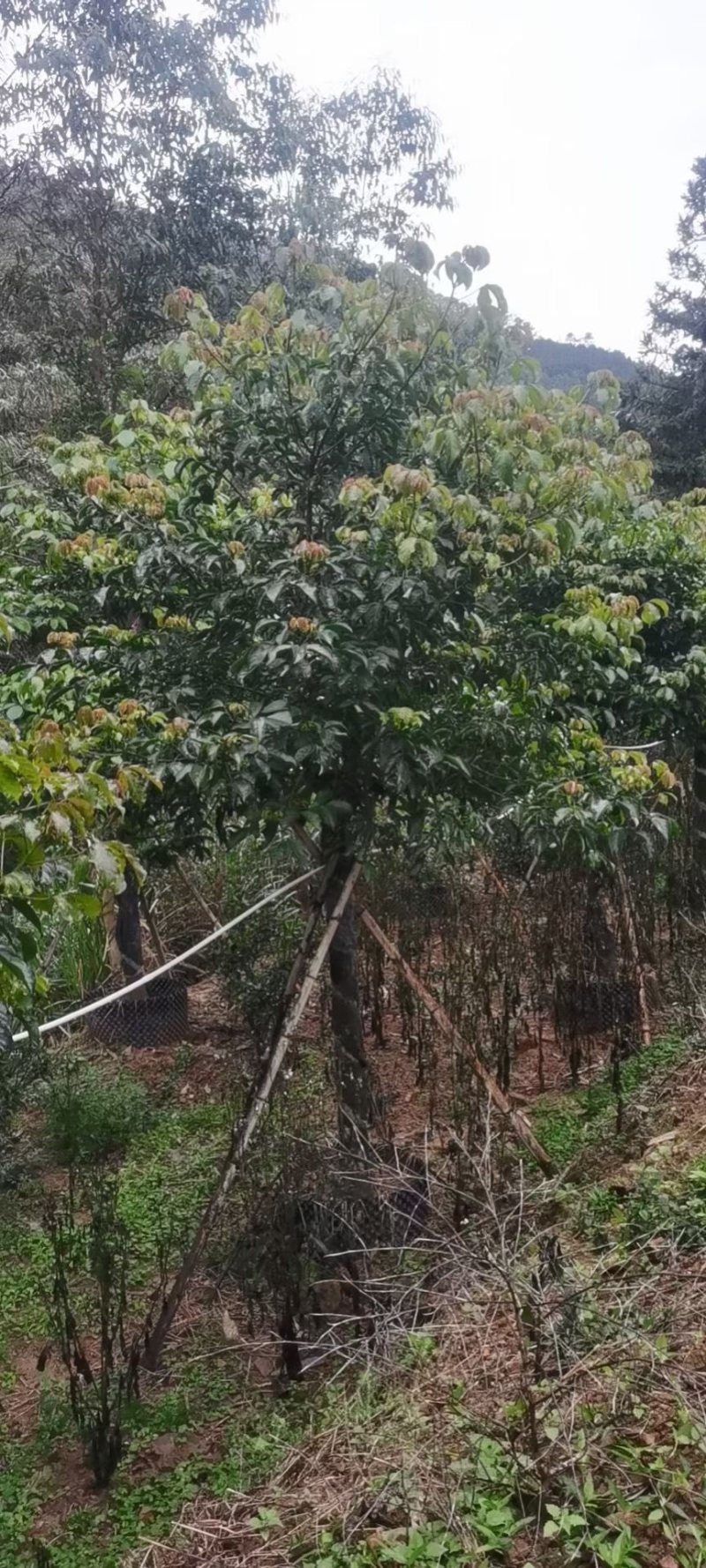 12-15公分秋枫秋枫种植基地直销低价批发