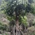 12-15公分秋枫秋枫种植基地直销低价批发