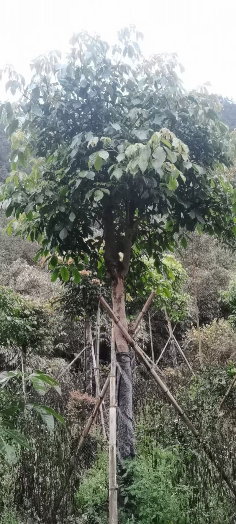 12-15公分秋枫秋枫种植基地直销低价批发