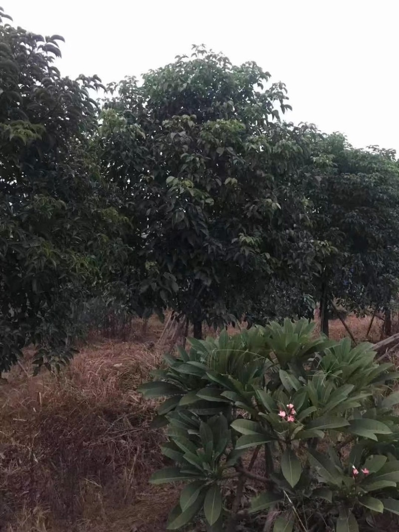12-15公分秋枫秋枫种植基地直销低价批发