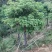 12-15公分秋枫秋枫种植基地直销低价批发