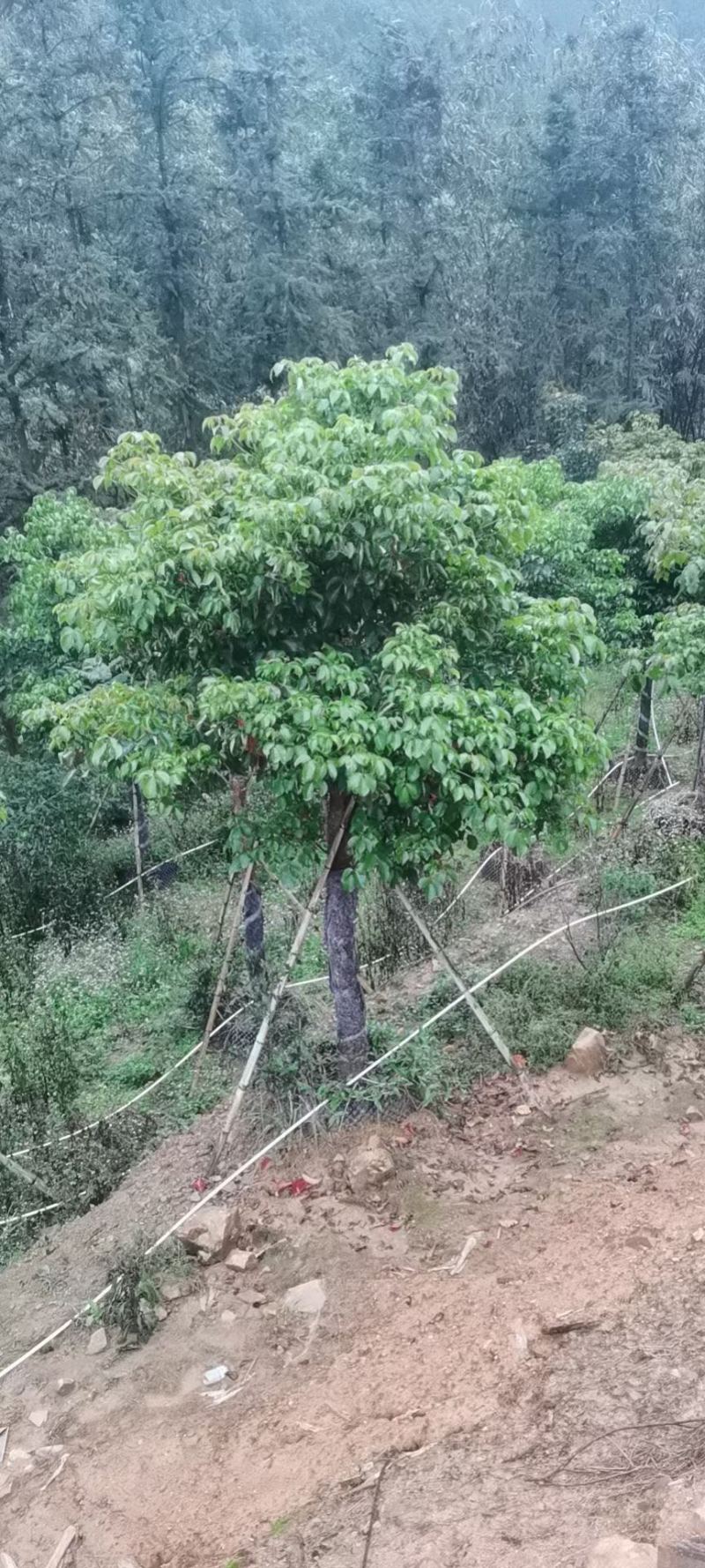 12-15公分秋枫秋枫种植基地直销低价批发