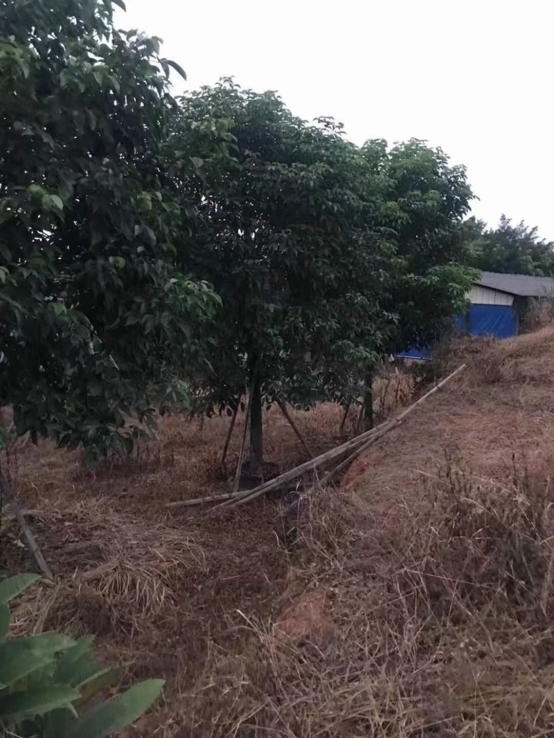 12-15公分秋枫秋枫种植基地直销低价批发