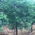 12-15公分秋枫秋枫种植基地直销低价批发
