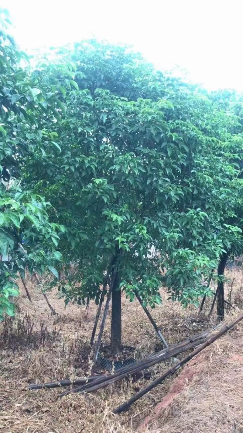12-15公分秋枫秋枫种植基地直销低价批发